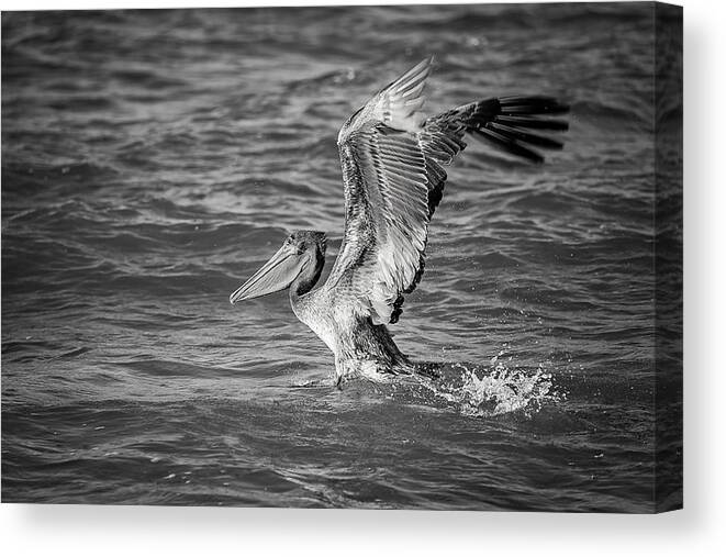 Aqua Canvas Print featuring the photograph Pelican by Peter Lakomy