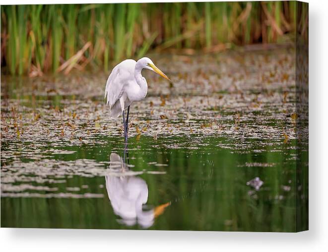 Animal Canvas Print featuring the photograph White, Great Egret #16 by Peter Lakomy