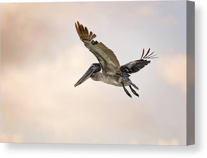 Aqua Canvas Print featuring the photograph Pelican #17 by Peter Lakomy
