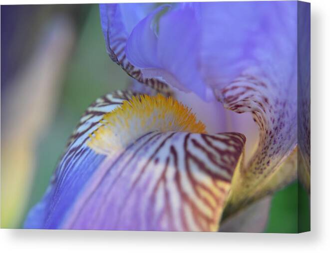 Kirkwood Canvas Print featuring the photograph Purple Iris #17 by Curtis Krusie