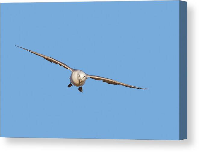 Northern Fulmar Canvas Print featuring the photograph 170417p037 by Arterra Picture Library