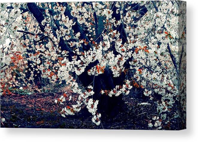 Flower Canvas Print featuring the photograph Flower #173 by Mariel Mcmeeking