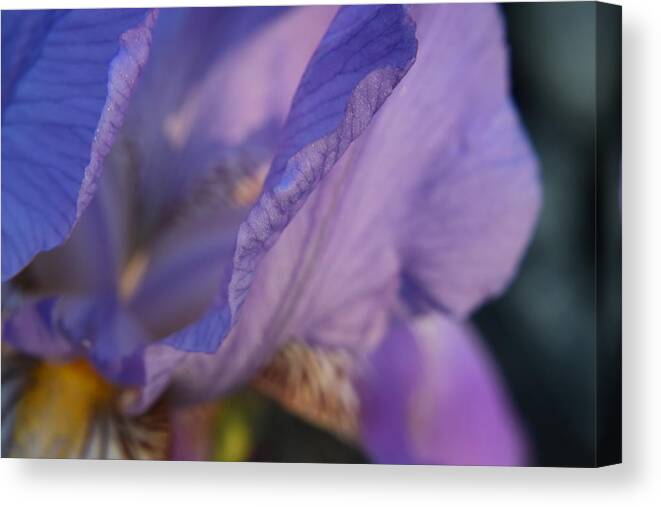 Kirkwood Canvas Print featuring the photograph Purple Iris #18 by Curtis Krusie