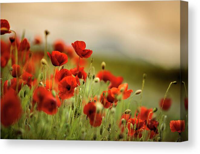Poppy Canvas Print featuring the photograph Summer Poppy Meadow #18 by Nailia Schwarz