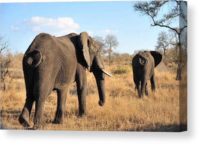 African Elephant Canvas Print featuring the photograph African Elephant #2 by Mariel Mcmeeking