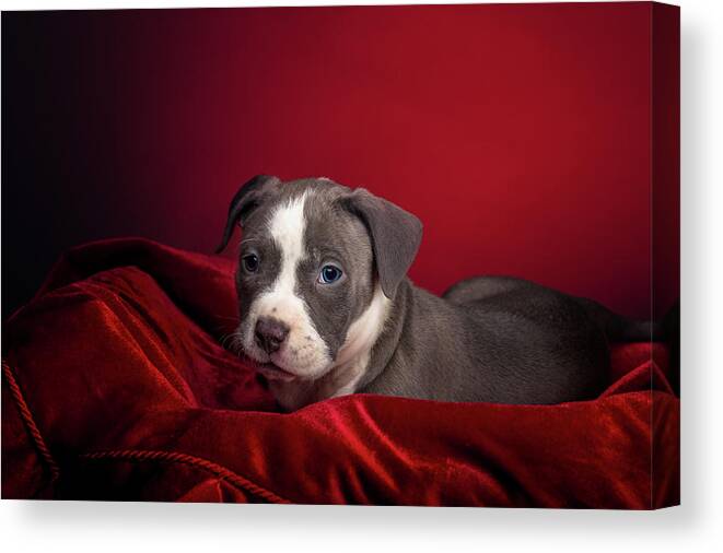 Adorable Canvas Print featuring the photograph American Pitbull Puppy by Peter Lakomy