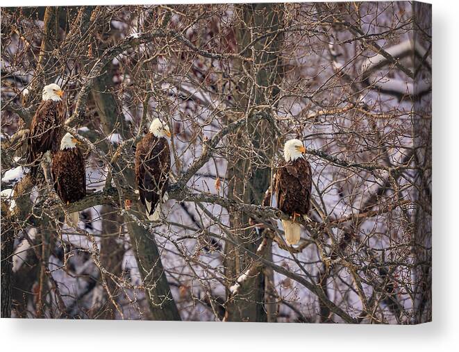 Illinois Canvas Print featuring the photograph Bald Eagle by Peter Lakomy