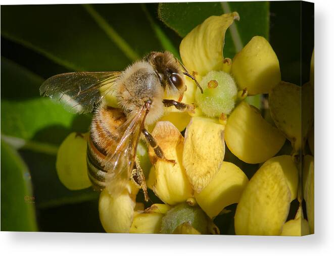 Animals Canvas Print featuring the photograph Bees Gathering from Pittosporum Flowers #2 by Jim Thompson