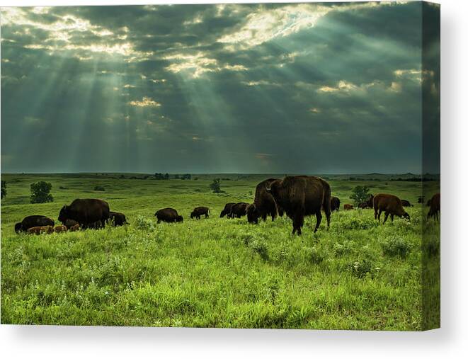 Jay Stockhaus Canvas Print featuring the photograph Bison #2 by Jay Stockhaus