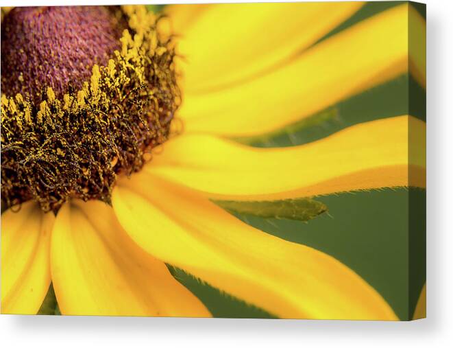 Black Eyed Susan Canvas Print featuring the photograph Black-Eyed Susan #2 by Ron Pate