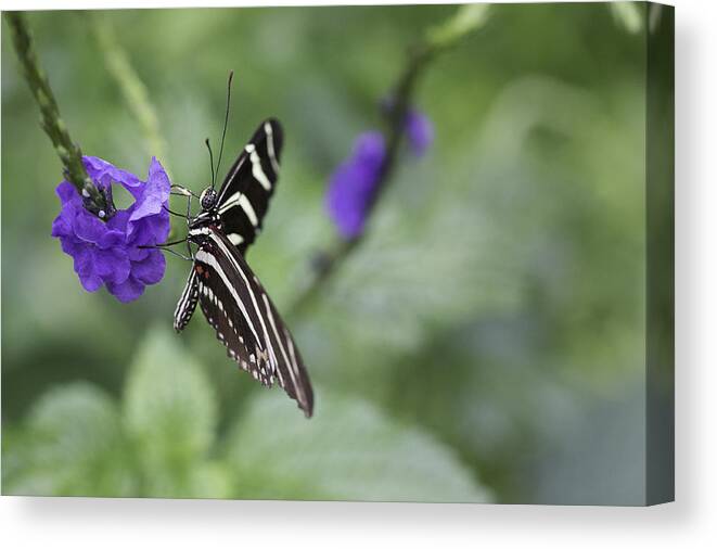Butterfly Canvas Print featuring the photograph Butterfly #2 by Billy Bateman