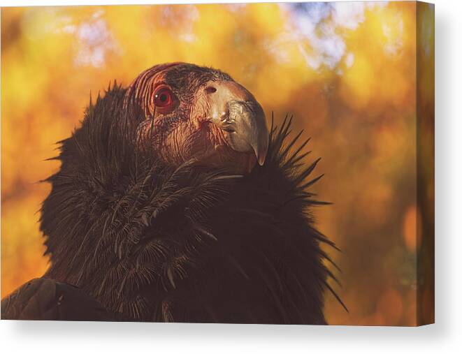 Animal Canvas Print featuring the photograph California Condor #2 by Brian Cross