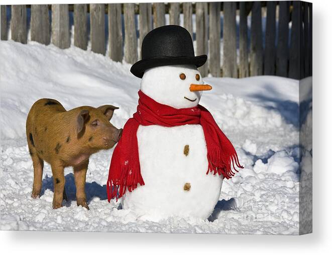 Piglet Canvas Print featuring the photograph Curious Piglet And Snowman #2 by Jean-Louis Klein & Marie-Luce Hubert