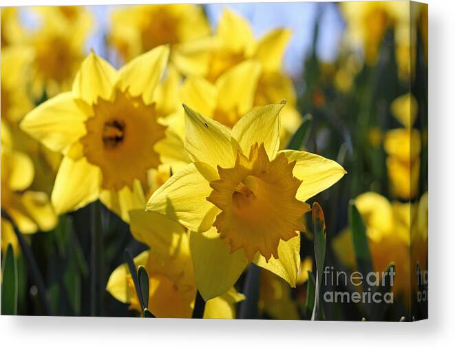 Daffodils In The Sunshine Canvas Print featuring the photograph Daffodils in the sunshine #2 by Julia Gavin