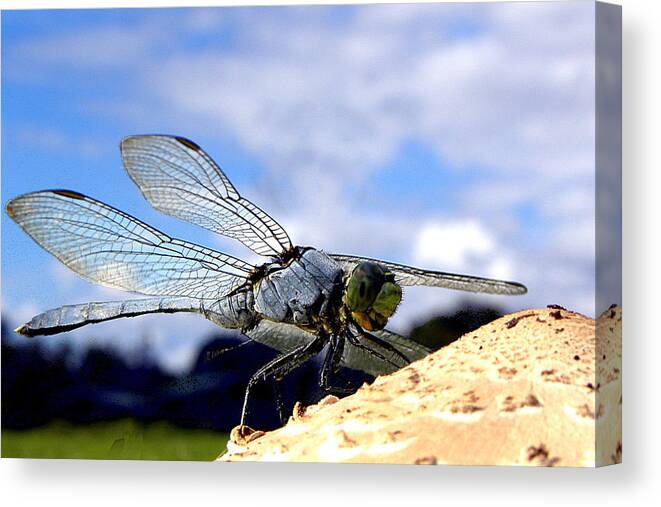 Dragonfly Canvas Print featuring the photograph Dragonfly on a mushroom 001 #2 by Christopher Mercer