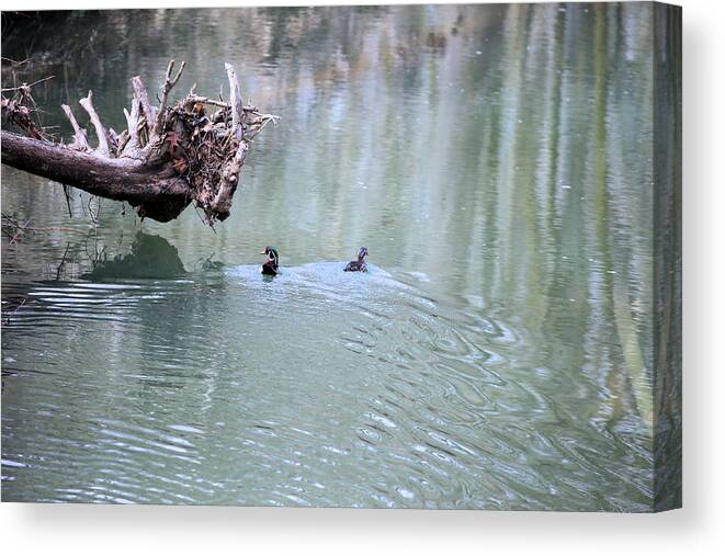Wildlife Canvas Print featuring the photograph 2 Ducks In A Stream by Theresa Campbell