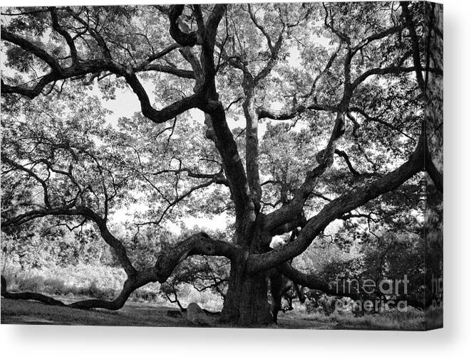 Oak Canvas Print featuring the photograph Granby Oak #2 by HD Connelly