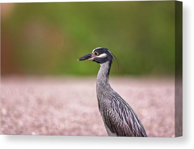 Animal Canvas Print featuring the photograph Green Heron by Peter Lakomy