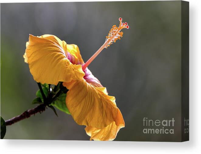 Flower Canvas Print featuring the photograph Hibiscus in Bloom #2 by Pravine Chester