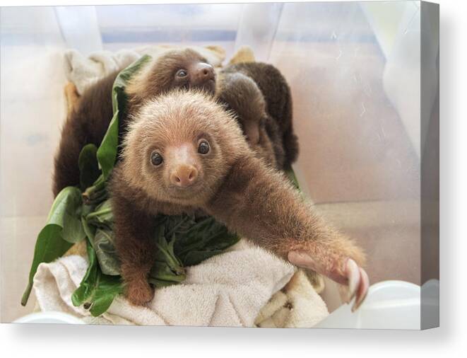 Mp Canvas Print featuring the photograph Hoffmanns Two-toed Sloth Choloepus by Suzi Eszterhas