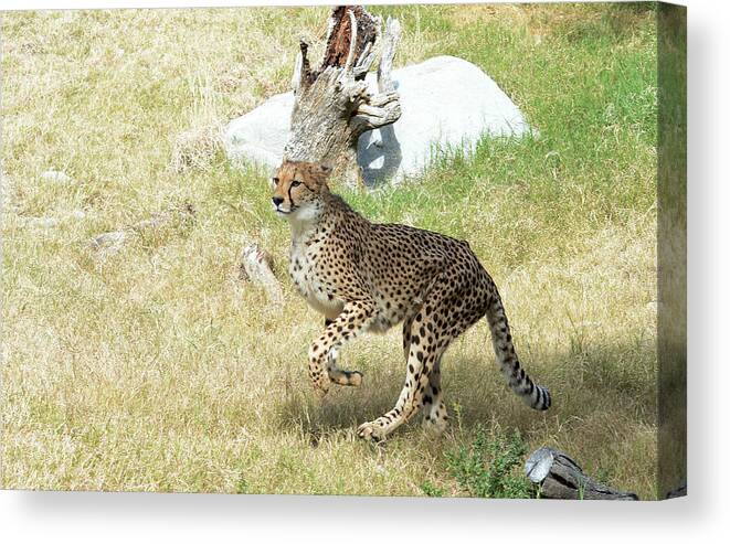 Cheetah Canvas Print featuring the photograph Jump #2 by Fraida Gutovich