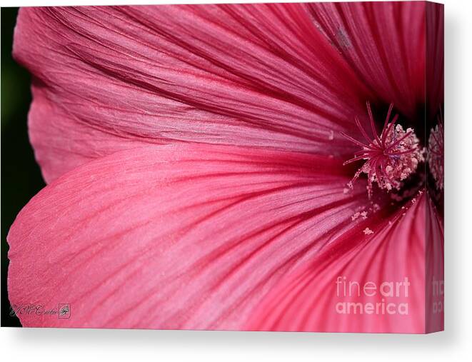 Mccombie Canvas Print featuring the photograph Lavatera named Silver Cup #3 by J McCombie