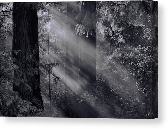  Canvas Print featuring the photograph Let There Be Light #2 by Don Schwartz