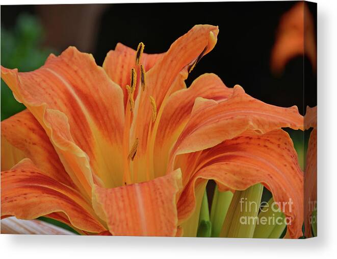 Joshua Mimbs Canvas Print featuring the photograph Lilly #2 by FineArtRoyal Joshua Mimbs