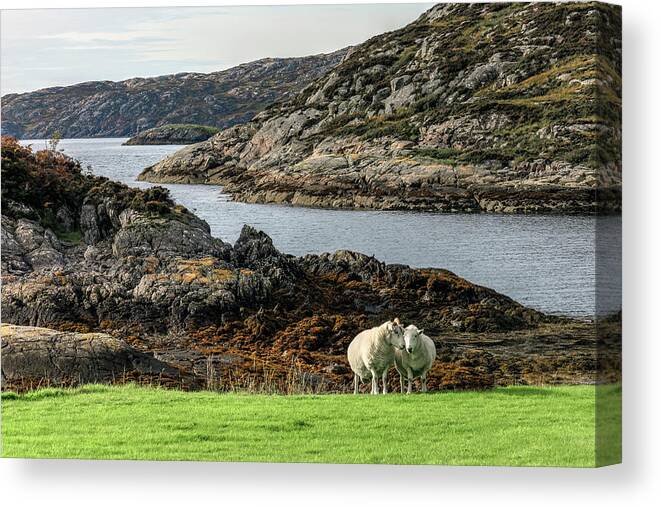 Sheep Canvas Print featuring the photograph Loch Inver - Scotland #2 by Joana Kruse