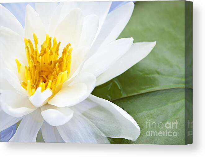 Lotus Canvas Print featuring the photograph Lotus flower 6 by Elena Elisseeva