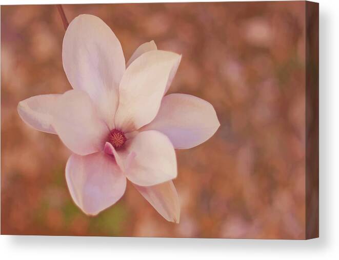 Magnolia Canvas Print featuring the photograph Magnolias #2 by Angie Rayfield