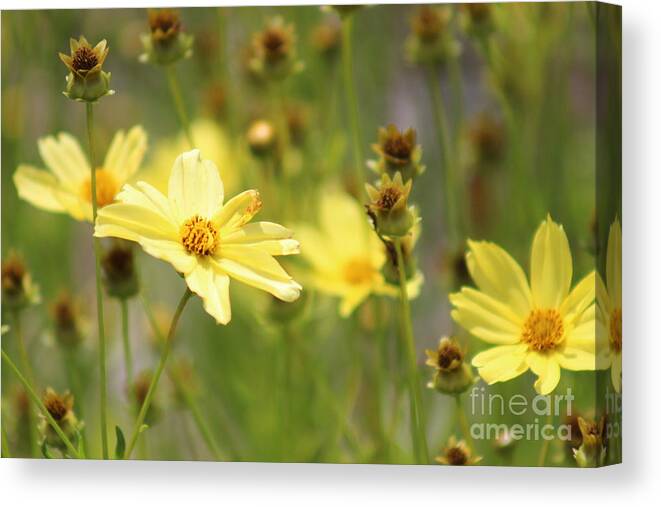 Yellow Canvas Print featuring the photograph Nature's Beauty 68 by Deena Withycombe