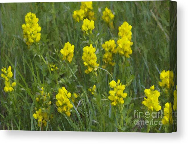 Yellow Floral Canvas Print featuring the photograph Panorama Hills Bluffs #3 by Donna L Munro