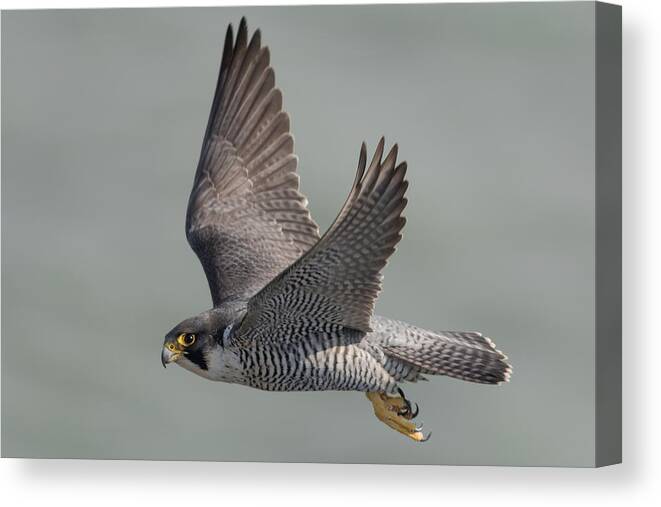 Peregrine Canvas Print featuring the photograph Peregrine Falcon #2 by Ian Hufton