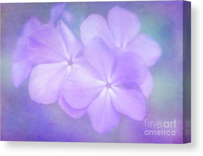 Phlox Canvas Print featuring the photograph Phlox in the Evening Light by Anita Pollak