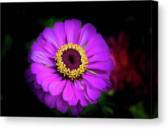 Jay Stockhaus Canvas Print featuring the photograph Purple and Yellow #2 by Jay Stockhaus