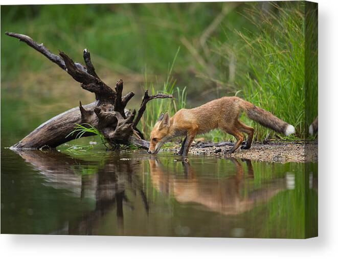 Nature Canvas Print featuring the photograph Red Fox #2 by Milan Zygmunt