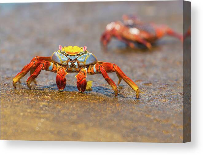 Galapagos Islands Canvas Print featuring the photograph Sally Lightfoot crab on Galapagos Islands #2 by Marek Poplawski