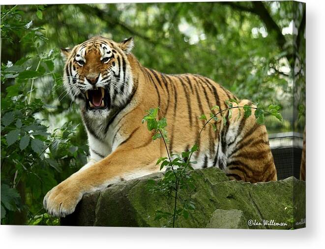 Siberian Tiger Canvas Print featuring the photograph Siberian Tiger #2 by Jackie Russo