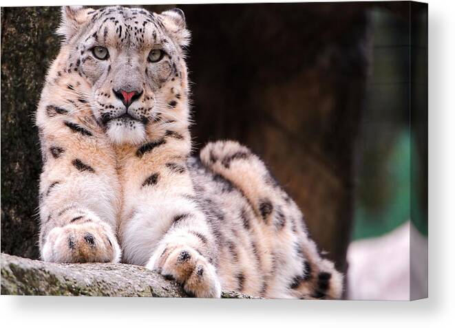 Snow Leopard Canvas Print featuring the photograph Snow Leopard #2 by Jackie Russo