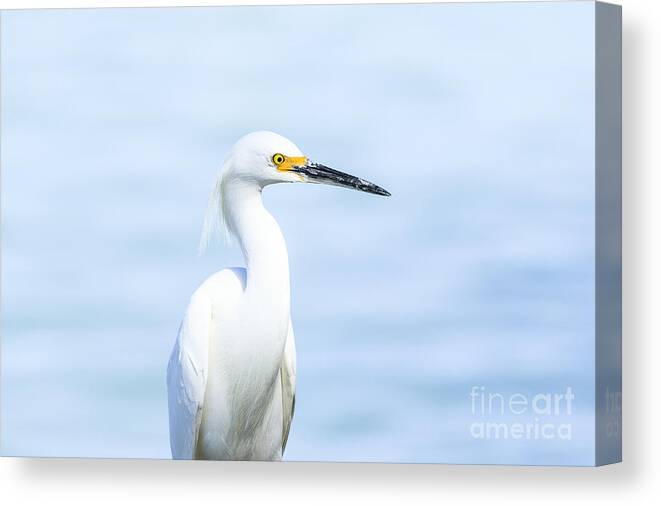 Snowy Egret Canvas Print featuring the photograph Snowy Egret #2 by Ben Graham