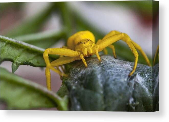 Spider Canvas Print featuring the digital art Spider #2 by Maye Loeser