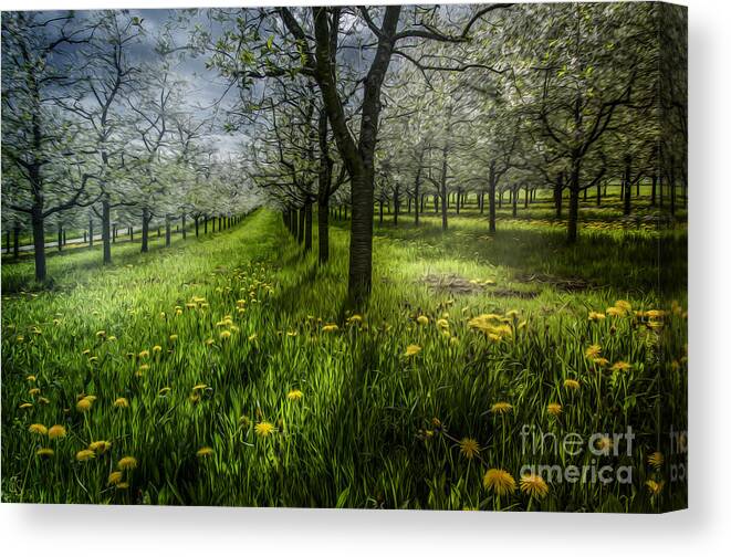 Blossoms Canvas Print featuring the photograph Spring Colors #3 by Bruno Santoro