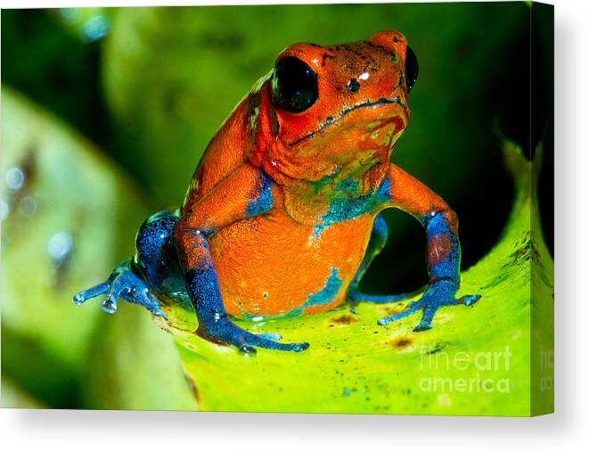 Strawberry Poison Frog Canvas Print featuring the photograph Strawberry Poison Dart Frog #2 by Dant Fenolio
