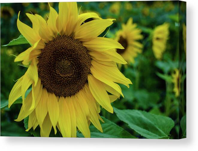 Winterpacht Canvas Print featuring the photograph Sunflower Fields #2 by Miguel Winterpacht