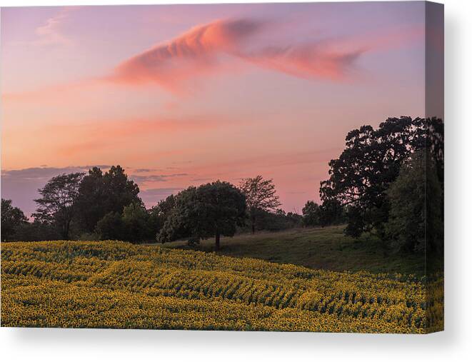 Sunflower Canvas Print featuring the photograph Sunflowers in Pink #4 by Ryan Heffron