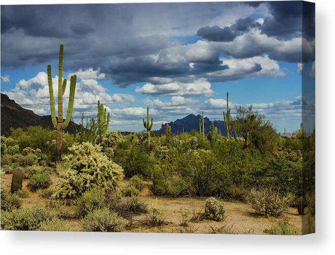 Sonoran Desert Canvas Print featuring the photograph The Beauty of the Desert #1 by Saija Lehtonen
