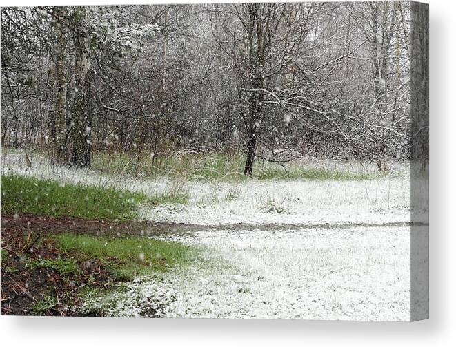 Snowfall Canvas Print featuring the photograph The first snow #2 by Esko Lindell