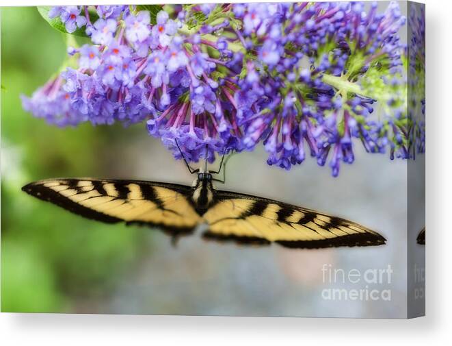 Tiger Swallowtail Canvas Print featuring the photograph Tiger Swallowtail feeding on flower by Dan Friend