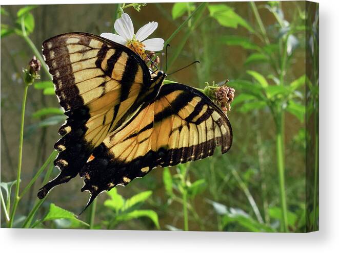 Photograph Canvas Print featuring the photograph Tiger Swallowtail #2 by Larah McElroy